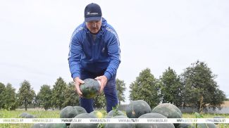 Аляксандр Лукашэнка ў час уборкі кавуноў на сваім падворку, жнівень 2021 года