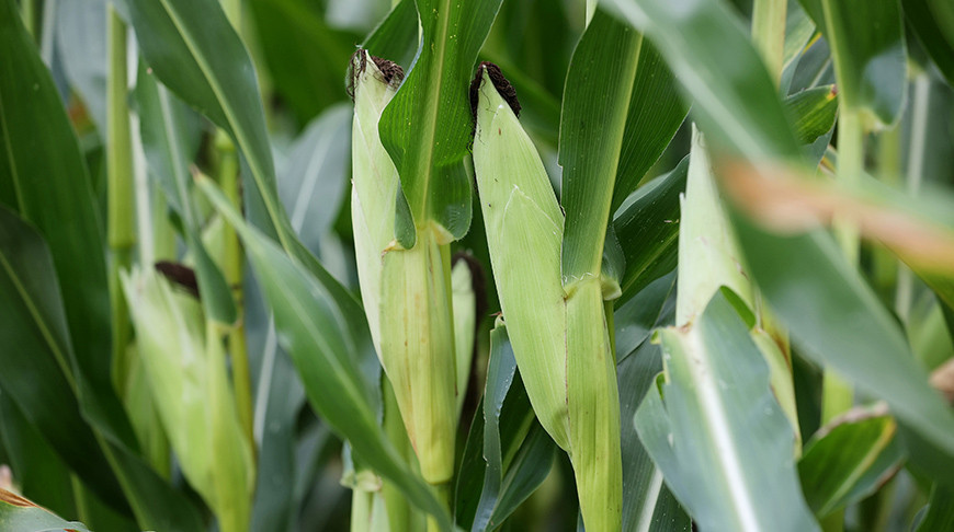 Фота з архіва