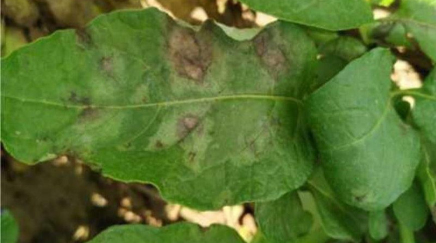 Фота Мінсельгасхарча