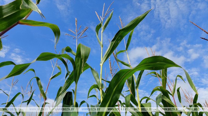 Фота з архіва
