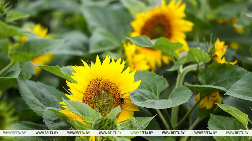 Фота з архіва