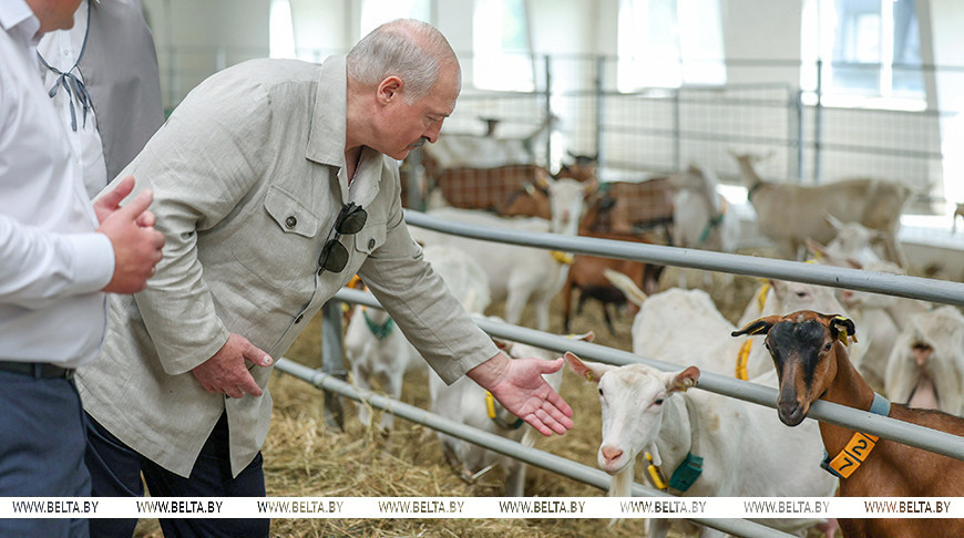 Аляксандр Лукашэнка ў час наведвання РУСВП "Магілёўскае Дзяржплемпрадпрыемства", ліпень 2025 года
