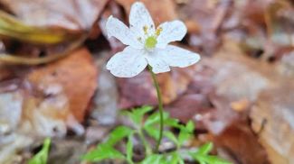 Фота Нацпарка "Белавежская пушча"