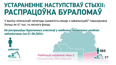 Устараненне наступстваў стыхіі: распрацоўка бураломаў