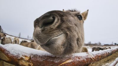 У заказніку "Спораўскі" турыстам плануюць паказваць тарпанаў і тураў на вольным выпасе