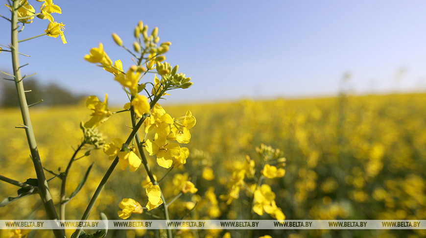 У Слаўгарадскім раёне расцвіў рапс  