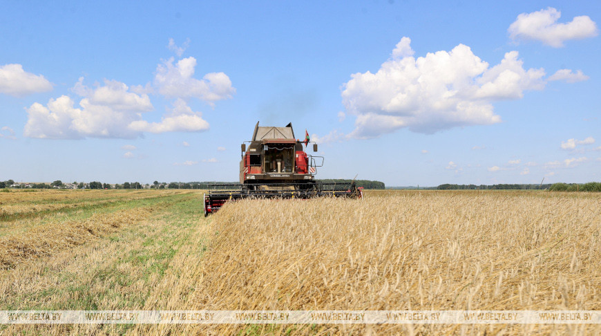 Уборка азімага жыта прадаўжаецца ў Стаўбцоўскім раёне