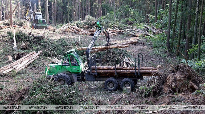 У Мінскай вобласці на распрацоўцы бураломаў задзейнічаны больш за 200 чалавек і тэхніка