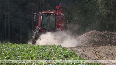 У Магілёўскім раёне пачалі ўборку цукровых буракоў