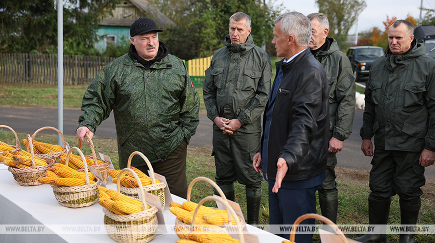 Лукашэнка азнаёміўся з вынікамі эксперымента па вырошчванні кукурузы розных сартоў