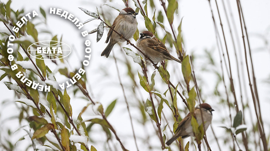 ЛЕПШЫЯ ФОТА ТЫДНЯ ПА ВЕРСІІ БЕЛТА
