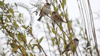 ЛЕПШЫЯ ФОТА ТЫДНЯ ПА ВЕРСІІ БЕЛТА