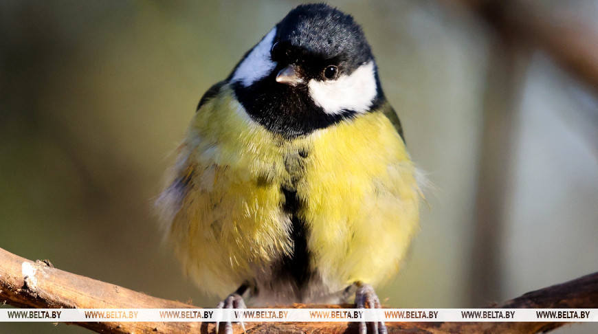 Сінічка ў парку Горкага ў Мінску  