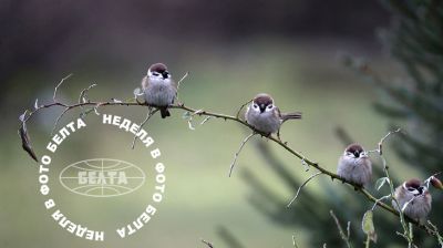 ЛЕПШЫЯ ФОТА ТЫДНЯ ПА ВЕРСІІ БЕЛТА 