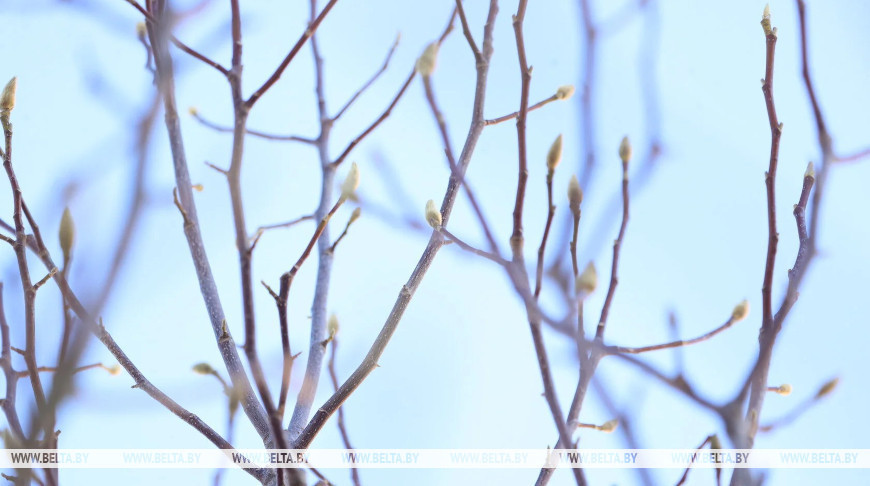 У Брэсцкай вобласці распусціліся на магноліях пупышкі  