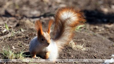 Зімовы дзень у Гомельскім парку