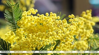Сімвал вясны і свята. Мімоза не страчвае папулярнасць напярэдадні 8 Сакавіка  