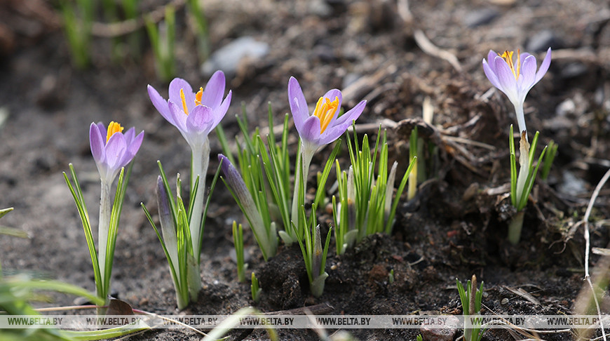 У Гродне расцвілі першыя крокусы  