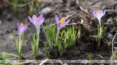 У Гродне расцвілі першыя крокусы  
