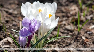 У Віцебску распусціліся першыя крокусы