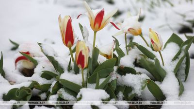Сюрпрызы надвор'я. Гродна замяло снегам