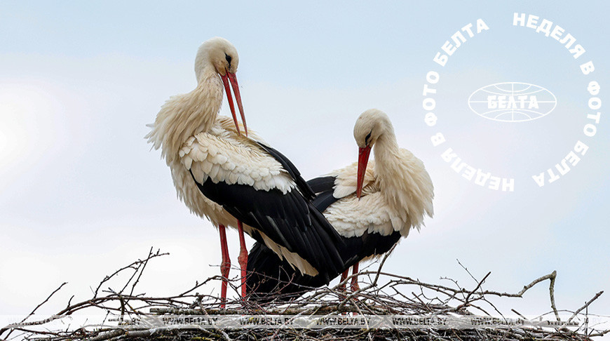 ЛЕПШЫЯ ФОТА ТЫДНЯ ПА ВЕРСІІ БЕЛТА