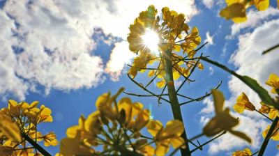 Золата палёў. Цвіценне рапсу ў Карэліцкім раёне