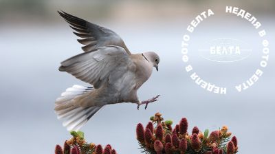 ЛЕПШЫЯ ФОТА ТЫДНЯ ПА ВЕРСІІ БЕЛТА  