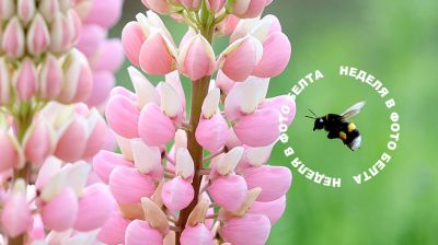 ЛЕПШЫЯ ФОТА ТЫДНЯ ПА ВЕРСІІ БЕЛТА