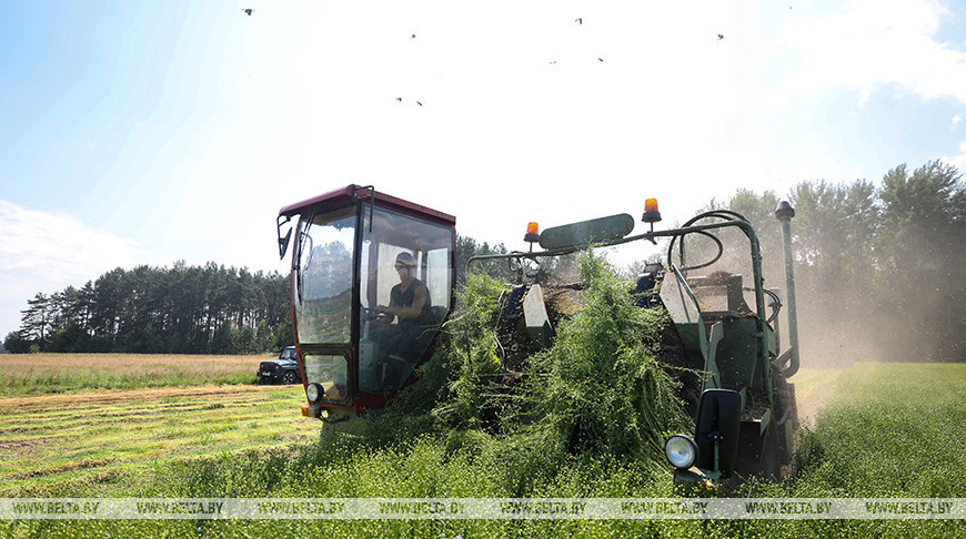 У Лідскім раёне пачалі церабленне лёну-даўгунцу