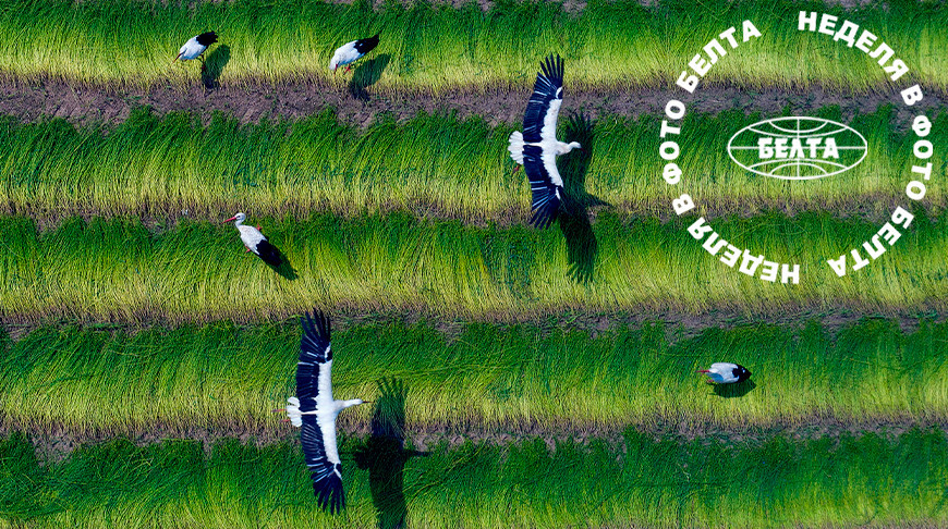 ЛЕПШЫЯ ФОТА ТЫДНЯ ПА ВЕРСІІ БЕЛТА