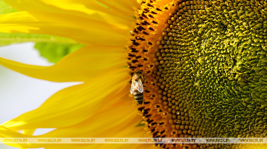 Яркае поле сланечнікаў у аб'ектыве фатографа БЕЛТА