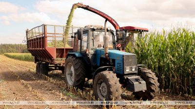 У Гродзенскай вобласці вядзецца масавая ўборка кукурузы на сілас