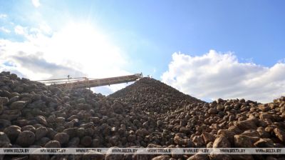 Жабінкаўскі цукровы завод плануе атрымаць каля 150 тыс. тон цукру з буракоў новага ўраджаю