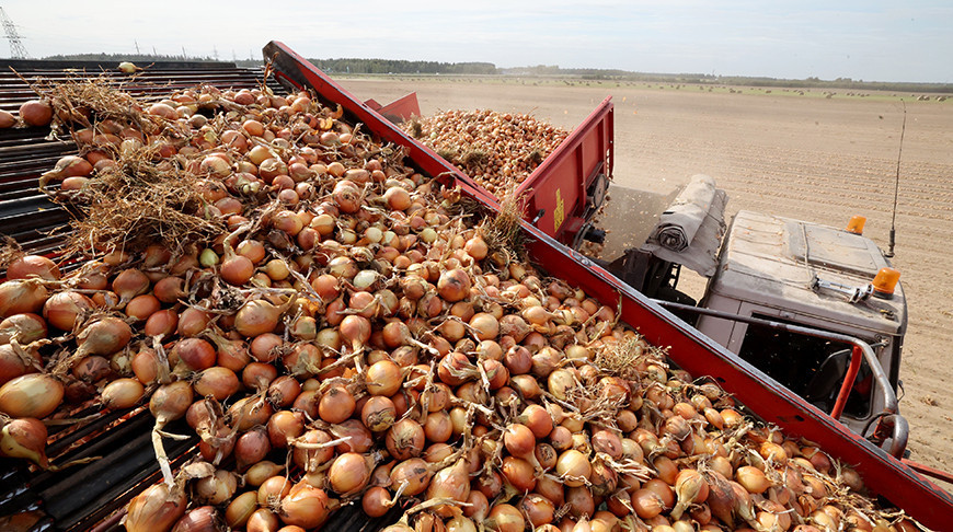 Уборка цыбулі вядзецца ў Магілёўскім раёне