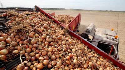 Уборка цыбулі вядзецца ў Магілёўскім раёне