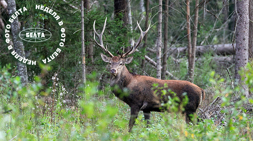 ЛЕПШЫЯ ФОТА ТЫДНЯ ПА ВЕРСІІ БЕЛТА