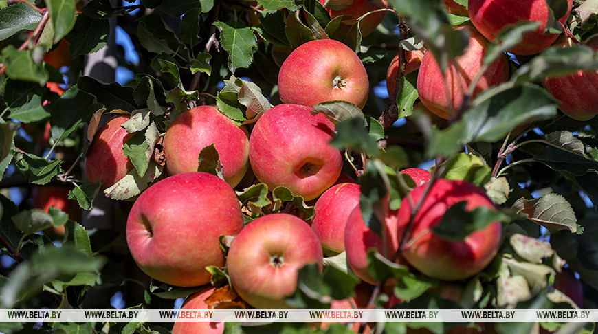 У Гродзенскім раёне збіраюць ураджай яблыкаў