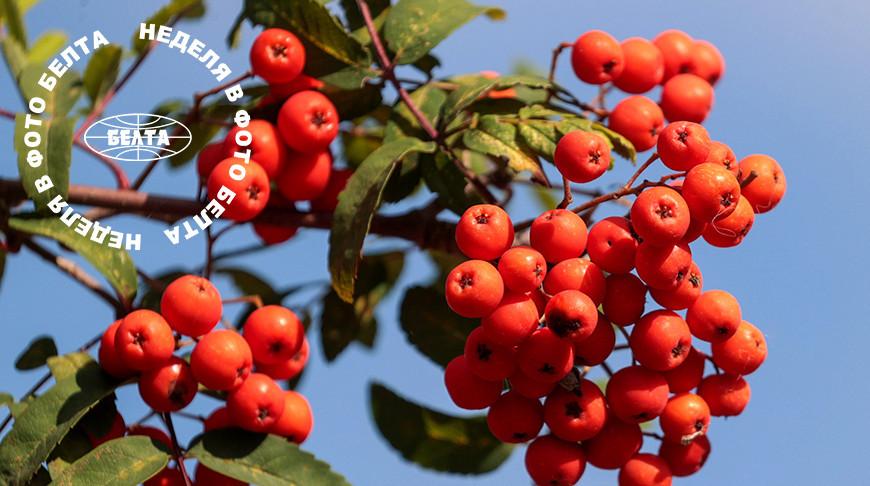 ЛЕПШЫЯ ФОТА ТЫДНЯ ПА ВЕРСІІ БЕЛТА 