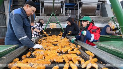 Больш за 500 тон кукурузы штодзённа паступае на перапрацоўку на Мазырскі кукурузакалібровачны завод