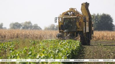 Больш за 50% плошчаў цукровых буракоў убрана ў Беларусі