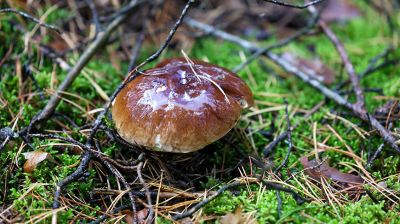 Самы жаданы падарунак восені для аматараў ціхага палявання