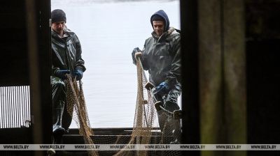 Восенню ў рыбгасах перасаджваюць рыбу на зіму