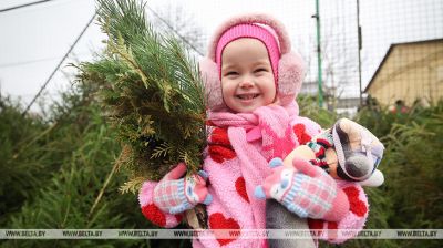 Ёлачныя базары стартуюць у Мінску 