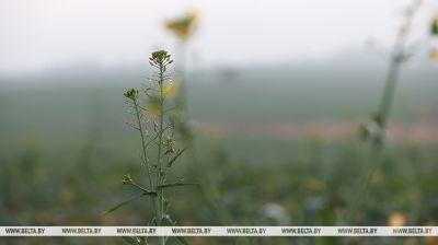 Рапс цвіце ў снежні 