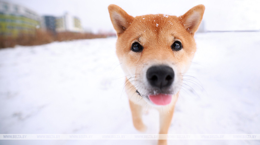 Зімовы снежны дзень у Мінску 