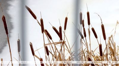 Зімовы лес у Жлобінскім раёне