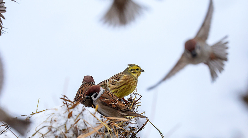 Зімовы дзень у Докшыцкім раёне 