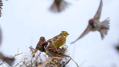 Зімовы дзень у Докшыцкім раёне 