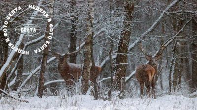 ЛЕПШЫЯ ФОТА ТЫДНЯ ПА ВЕРСІІ БЕЛТА  